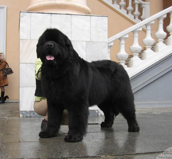 Фото: ньюфаундленд Ждущий Солнца с Берега Дона