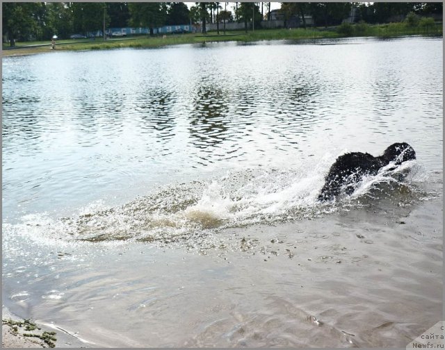 Фото: ньюфаундленд Утренняя Звезда Аврора