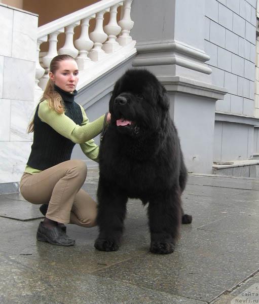 Фото: ньюфаундленд Ждущий Солнца с Берега Дона