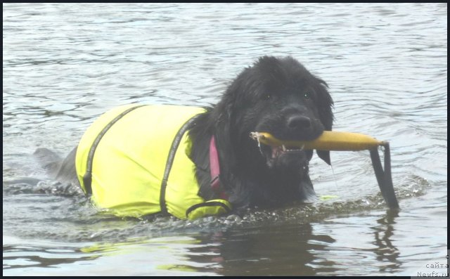 Фото: ньюфаундленд Питерньюф Енигма (Piternyuf Enigma)