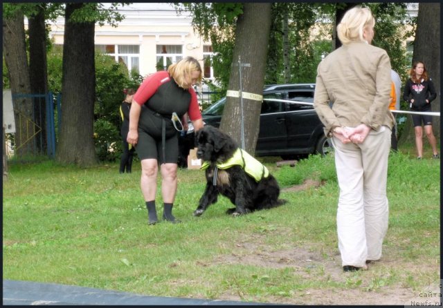 Фото: ньюфаундленд Питерньюф Енигма (Piternyuf Enigma), Наталия Великанова