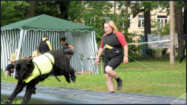 Фото: ньюфаундленд Питерньюф Енигма (Piternyuf Enigma), Наталия Великанова