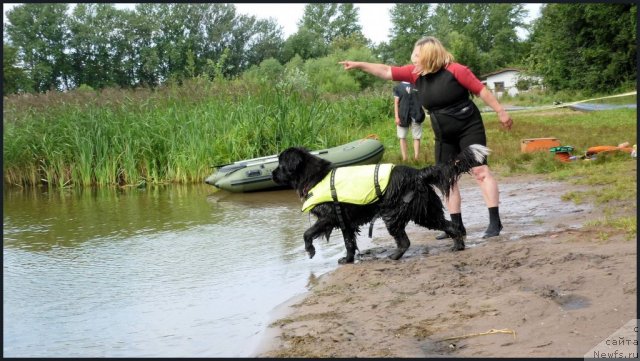 Фото: ньюфаундленд Питерньюф Енигма (Piternyuf Enigma), Наталия Великанова
