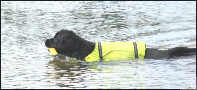 Фото: ньюфаундленд Питерньюф Енигма (Piternyuf Enigma)