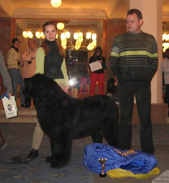 Фото: ньюфаундленд Ждущий Солнца с Берега Дона