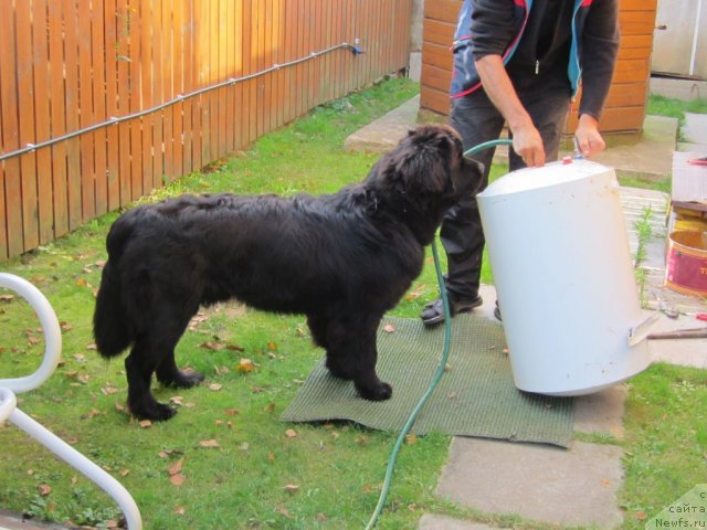 Фото: ньюфаундленд Cristalmar Cadeaux de Noel