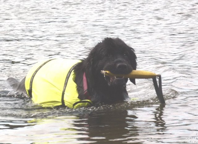 Фото: ньюфаундленд Питерньюф Енигма (Piternyuf Enigma)