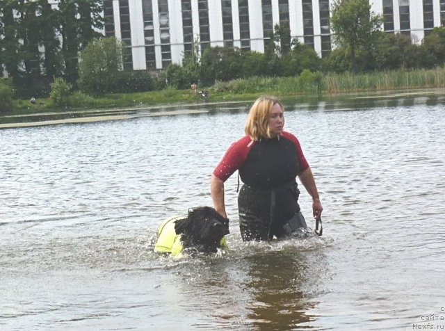 Фото: ньюфаундленд Питерньюф Енигма (Piternyuf Enigma), Наталия Великанова