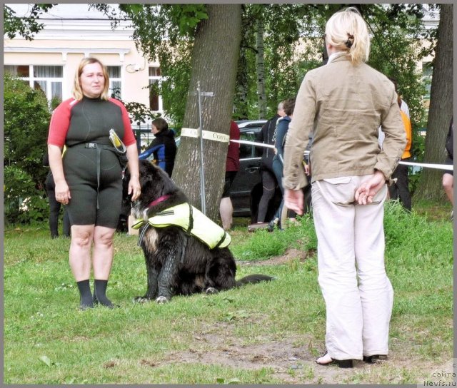 Фото: ньюфаундленд Питерньюф Енигма (Piternyuf Enigma), Наталия Великанова