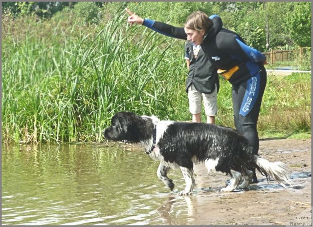 Фото: ньюфаундленд Питерньюф И Дид Ит Агаин (Piternyuf I Did It Again), Ксения Семикова