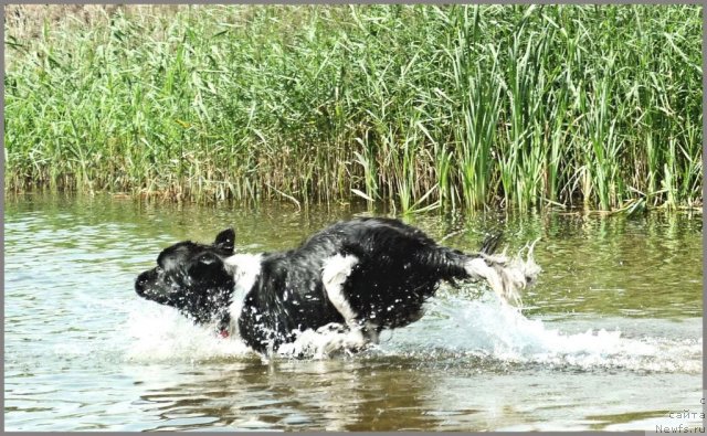 Фото: ньюфаундленд Питерньюф И Дид Ит Агаин (Piternyuf I Did It Again)