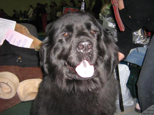 Фото: Лиана Черная Фея