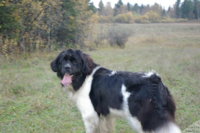 Фото: ньюфаундленд Чарующая Взглядом от Сибирского Медведя