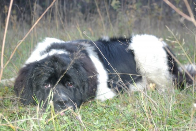Фото: ньюфаундленд Чарующая Взглядом от Сибирского Медведя