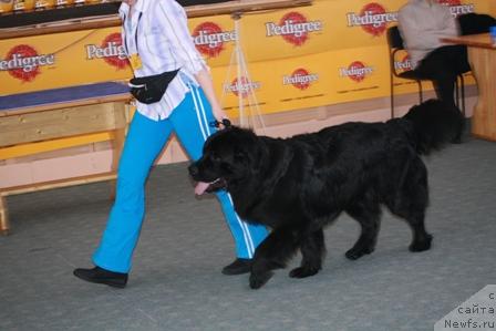 Фото: ньюфаундленд Адмирал