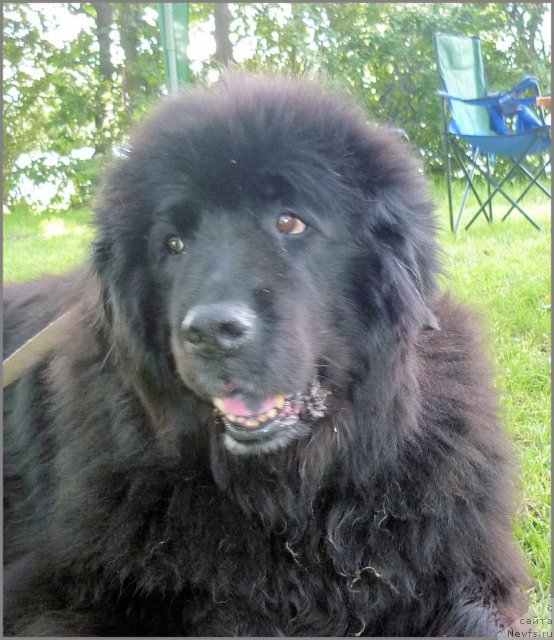 Фото: ньюфаундленд Смигар Талара