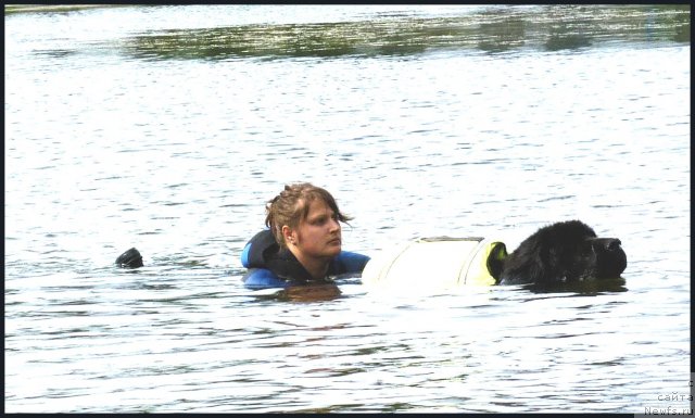 Фото: ньюфаундленд Смигар Теодор, Анастасия Михайлова