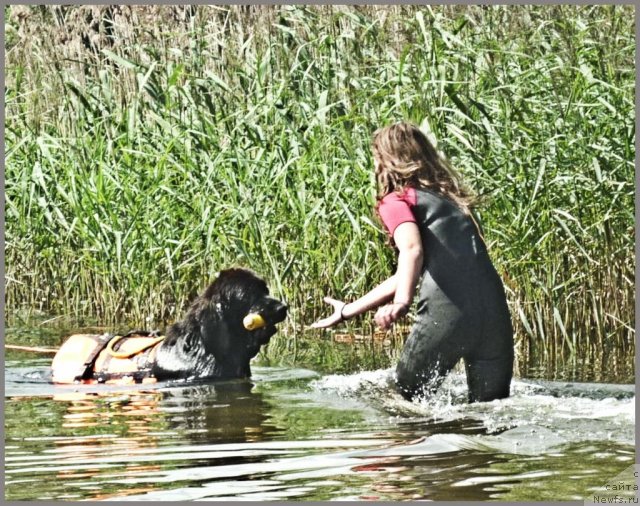Фото: ньюфаундленд Питерньюф Еверест, Маргарита Долотова