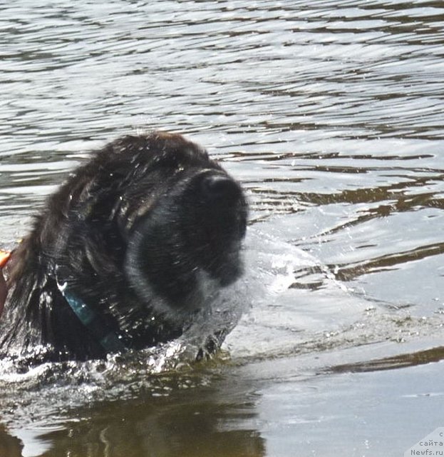 Фото: ньюфаундленд Питерньюф Еверест, Маргарита Долотова