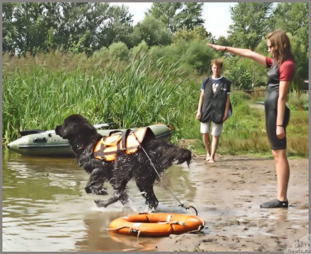 Фото: ньюфаундленд Питерньюф Еверест, Маргарита Долотова