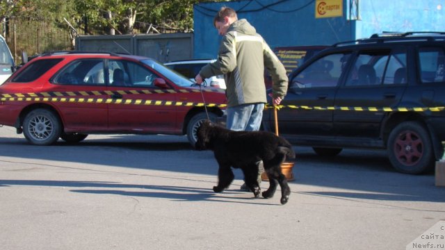 Фото: ньюфаундленд Би Перфект Аскер
