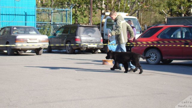 Фото: ньюфаундленд Би Перфект Аскер