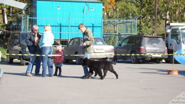Фото: ньюфаундленд Би Перфект Аскер