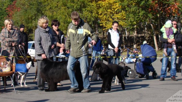 Фото: ньюфаундленд Би Перфект Аскер