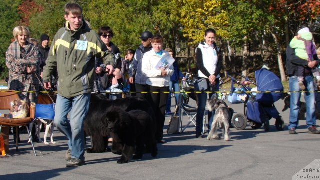 Фото: ньюфаундленд Би Перфект Аскер