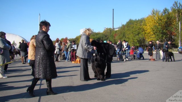 Фото: ньюфаундленд Сент Джонс Тендер Кисс оф Элли (Sent Djons Tender Kiss of Elly)