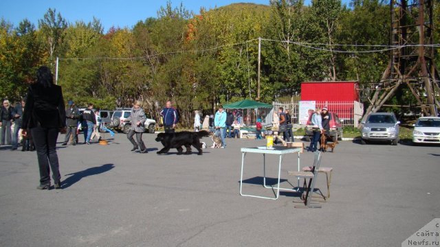 Фото: ньюфаундленд Сент Джонс Тендер Кисс оф Элли (Sent Djons Tender Kiss of Elly)