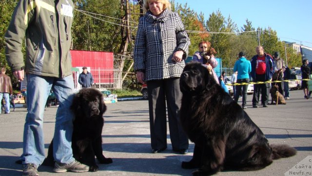 Фото: ньюфаундленд Би Перфект Аскер, ньюфаундленд Сент Джонс Тендер Кисс оф Элли (Sent Djons Tender Kiss of Elly)