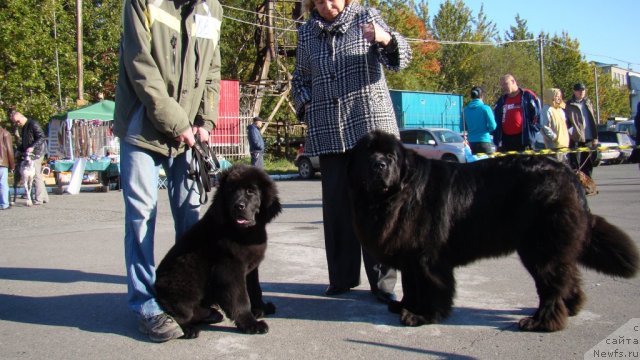 Фото: ньюфаундленд Би Перфект Аскер, ньюфаундленд Сент Джонс Тендер Кисс оф Элли (Sent Djons Tender Kiss of Elly)