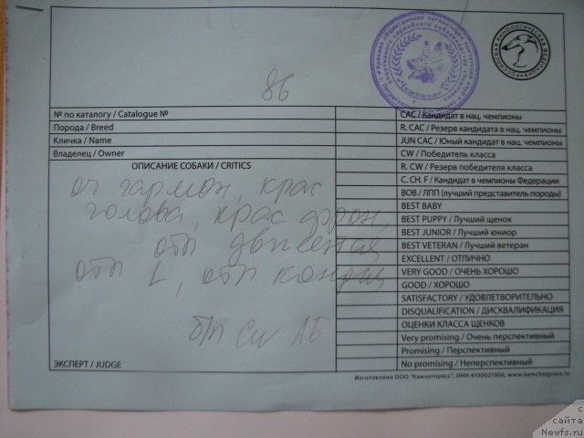 Фото: ньюфаундленд Би Перфект Аскер