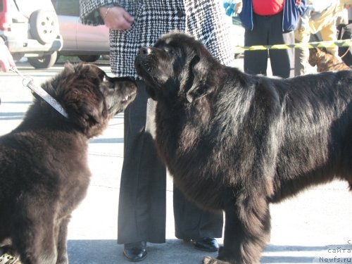 Фото: ньюфаундленд Би Перфект Аскер, ньюфаундленд Сент Джонс Тендер Кисс оф Элли (Sent Djons Tender Kiss of Elly)