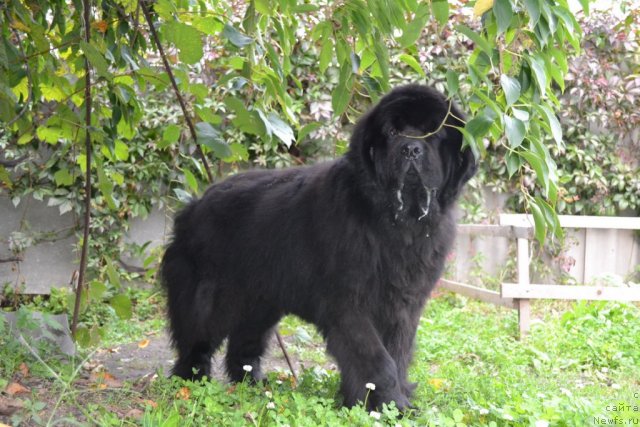 Фото: ньюфаундленд Супер Премиум Амелия Экшен