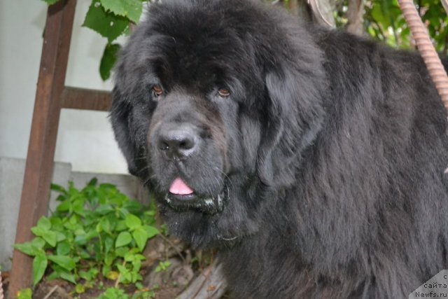 Фото: ньюфаундленд Супер Премиум Амелия Экшен