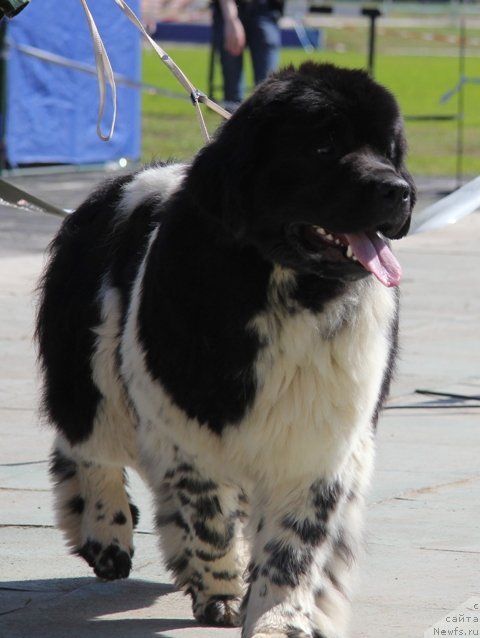 Фото: ньюфаундленд Аквиан Сонг Зес Трибьют ту Фешен