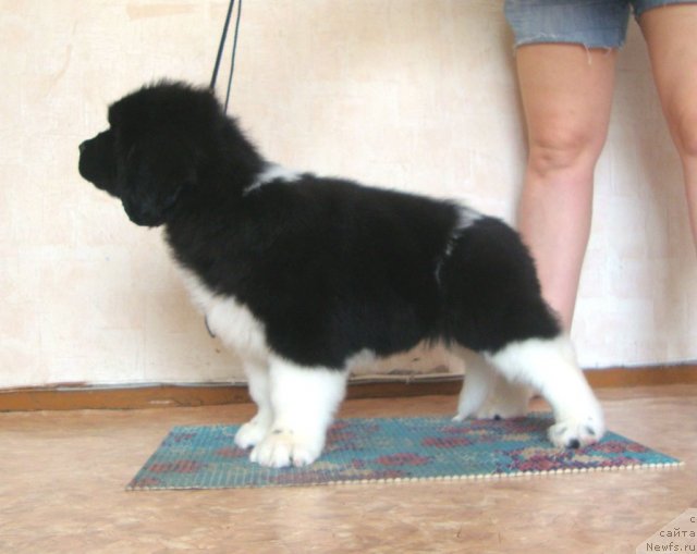 Фото: ньюфаундленд Фиаметтахауз Принцесс Бьюти