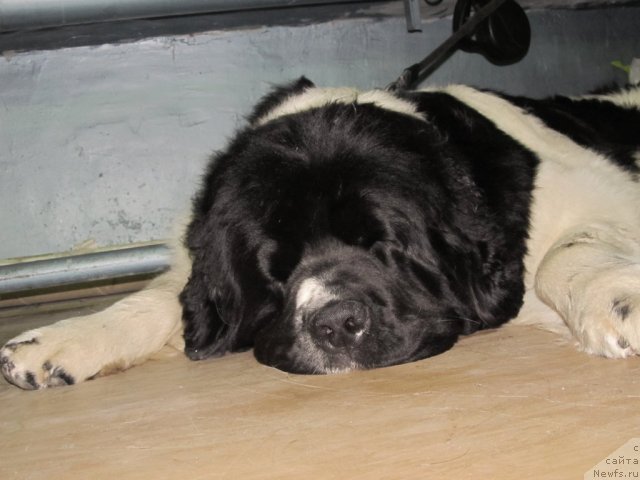 Фото: ньюфаундленд Супер Премиум Женева (Super Premium Zheneva)