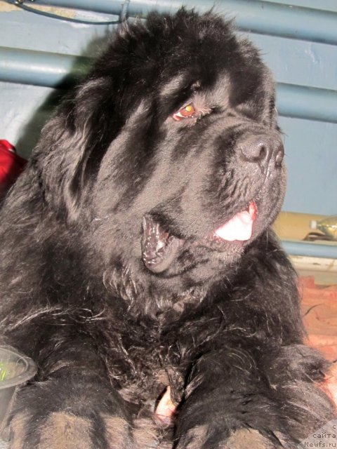 Фото: ньюфаундленд King of Helluland I'm Precious