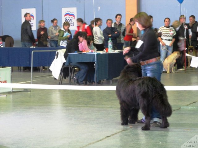 Фото: ньюфаундленд Аккила Тико Яркая Звезда