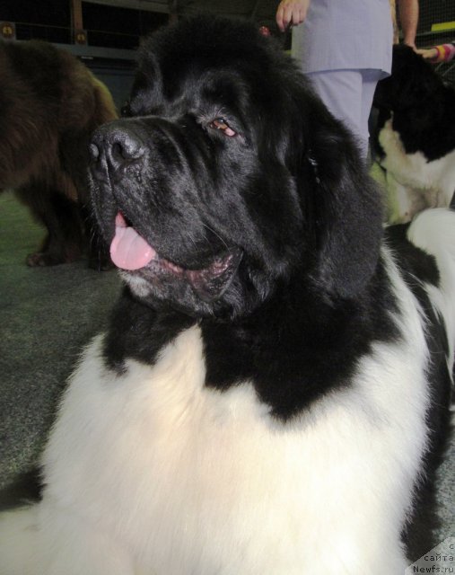 Фото: ньюфаундленд Супер Премиум Жодо Феролли (Super Premium Zhodo Ferolli)