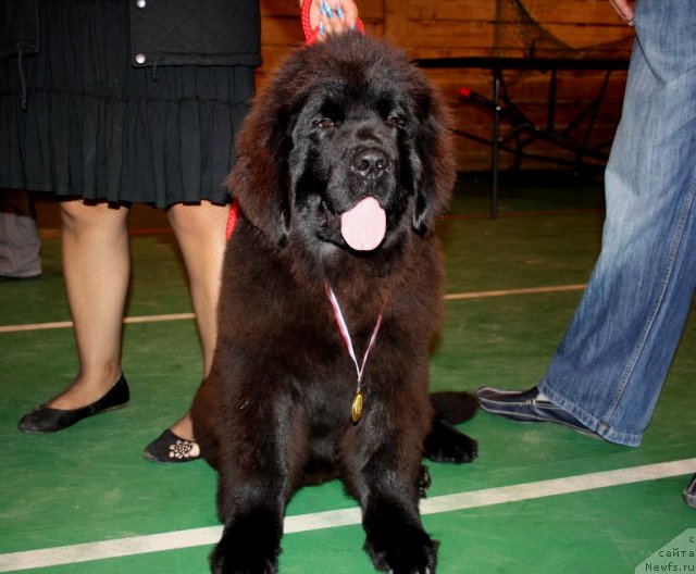 Фото: ньюфаундленд Ньюфорт Улыбка Фортуны