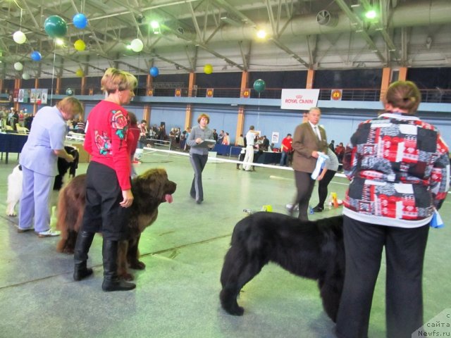 Фото: ньюфаундленд Undercover Angel Nuo Ozo Kalvu, ньюфаундленд Бархатка Роскошная, ньюфаундленд Супер Премиум Женева (Super Premium Zheneva)
