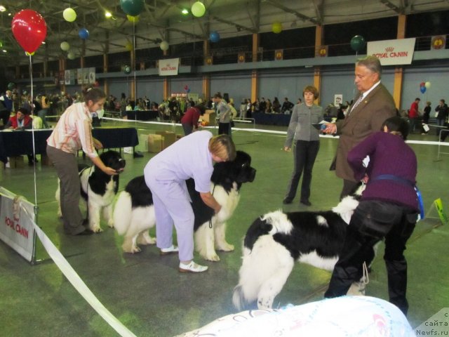 Фото: ньюфаундленд Блэк Диамонд Агидель от Потапа Теодорро, ньюфаундленд Супер Премиум Жодо Феролли (Super Premium Zhodo Ferolli), ньюфаундленд Супер Премиум Женева (Super Premium Zheneva)