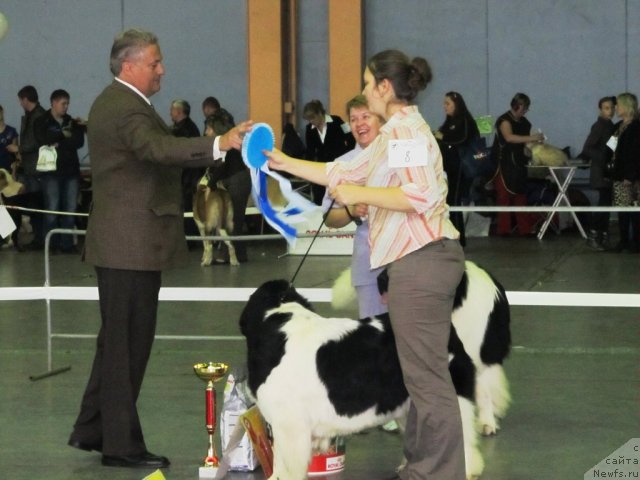 Фото: ньюфаундленд Супер Премиум Женева (Super Premium Zheneva), ньюфаундленд Супер Премиум Жодо Феролли (Super Premium Zhodo Ferolli)