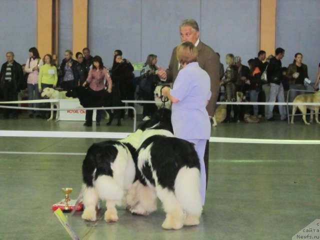Фото: ньюфаундленд Супер Премиум Женева (Super Premium Zheneva), ньюфаундленд Супер Премиум Жодо Феролли (Super Premium Zhodo Ferolli)