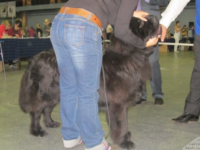 Фото: ньюфаундленд Аккила Тико Яркая Звезда