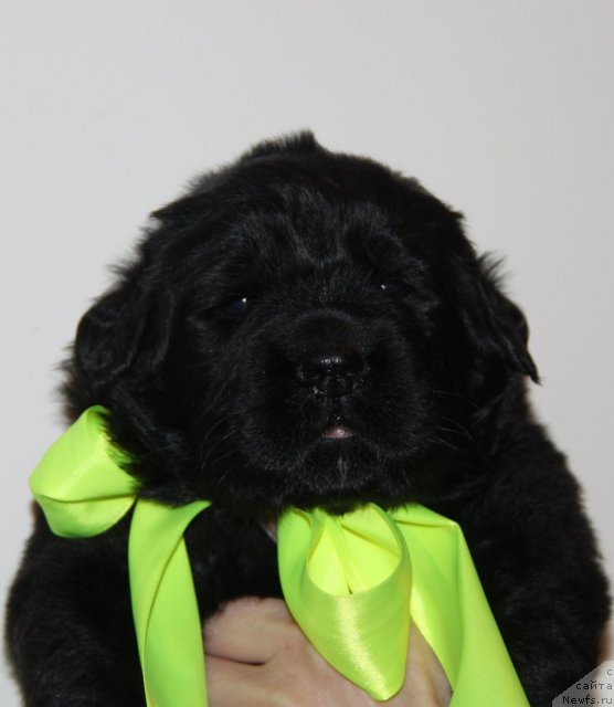 Фото: ньюфаундленд Аквиан Сонг Идзуми